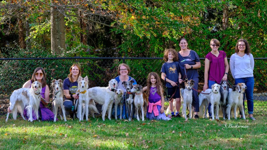 A large gathering of Silken Windhounds