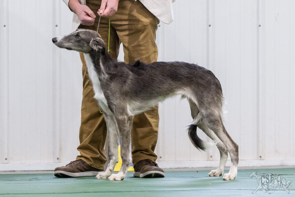 A Silken Windhound puppy named Rocket