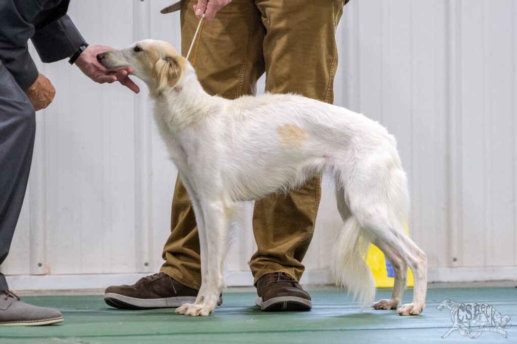 Silken Windhound named Verse