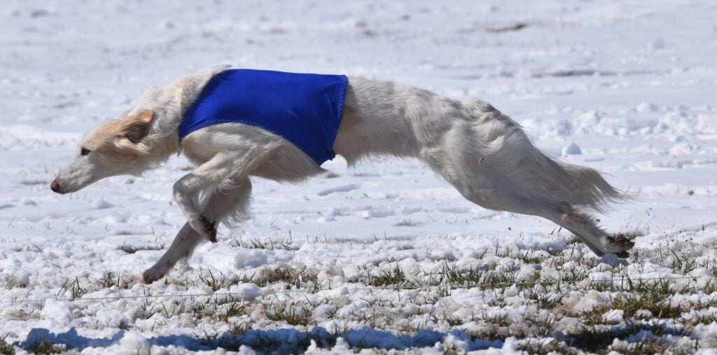 A Silken Windhound named Verse