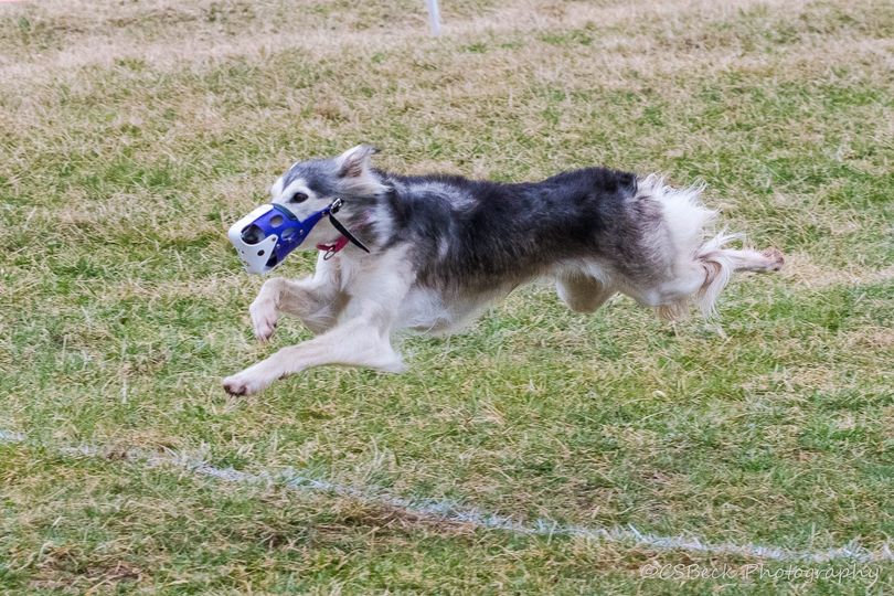 Silken Windhound named Taro, running.