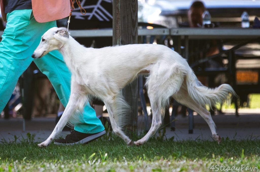 Honey, a Silken Windhound, at 10 years old.